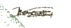 Bearer Signature